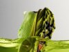 Nike ACG’s Picklejuice-Inspired Sneaker Is Releasing In Late 2027