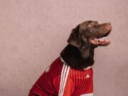 adidas Releases FC Collection For Pets