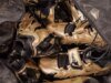Deion Sanders Reveals New Air DT Max ‘96 Cleats For Colorado